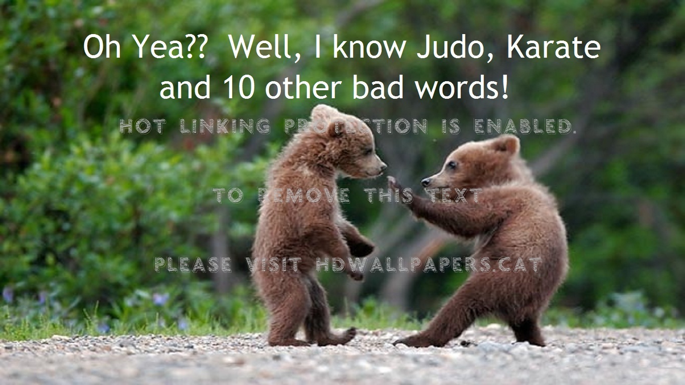 Ten Other Bad Words Karate Bears Judo - Wild Animals Funny - HD Wallpaper 