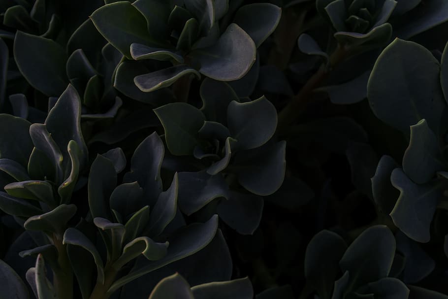 Nature, Pattern, Subtle, Floor, Suculent, Plant, Beauty - Aloe - HD Wallpaper 