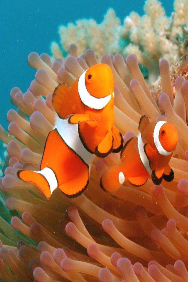 Clownfish Wallpapers - HD Wallpaper 