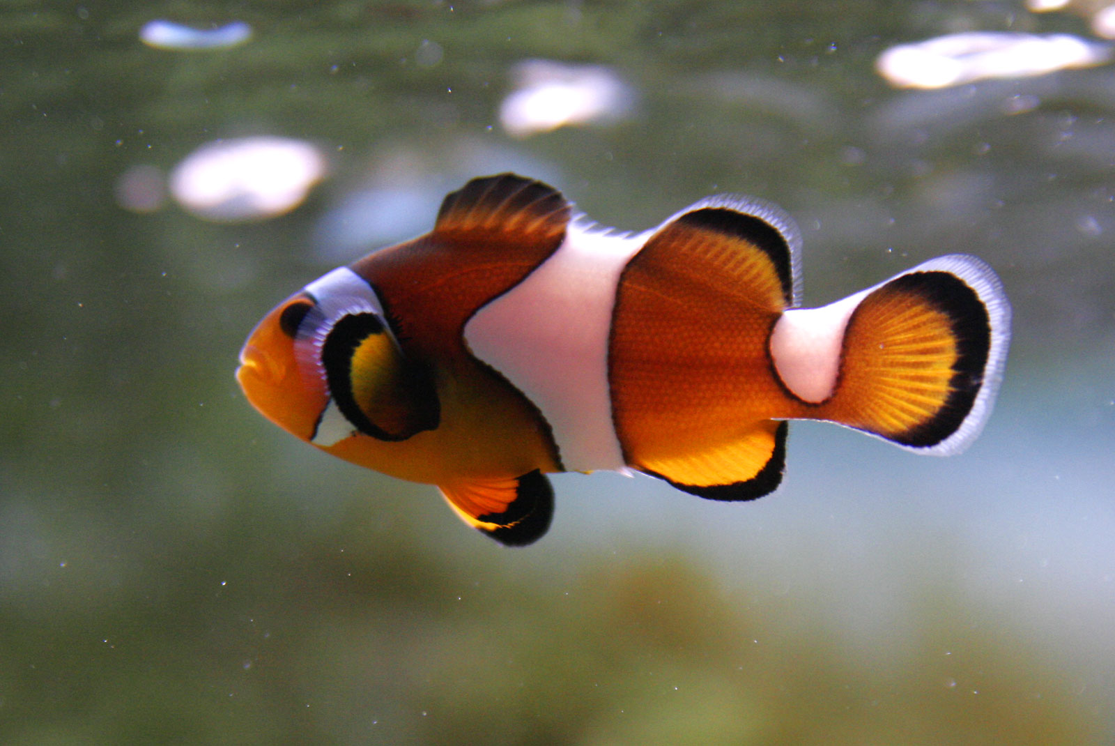 Clown Fish Jpg - HD Wallpaper 