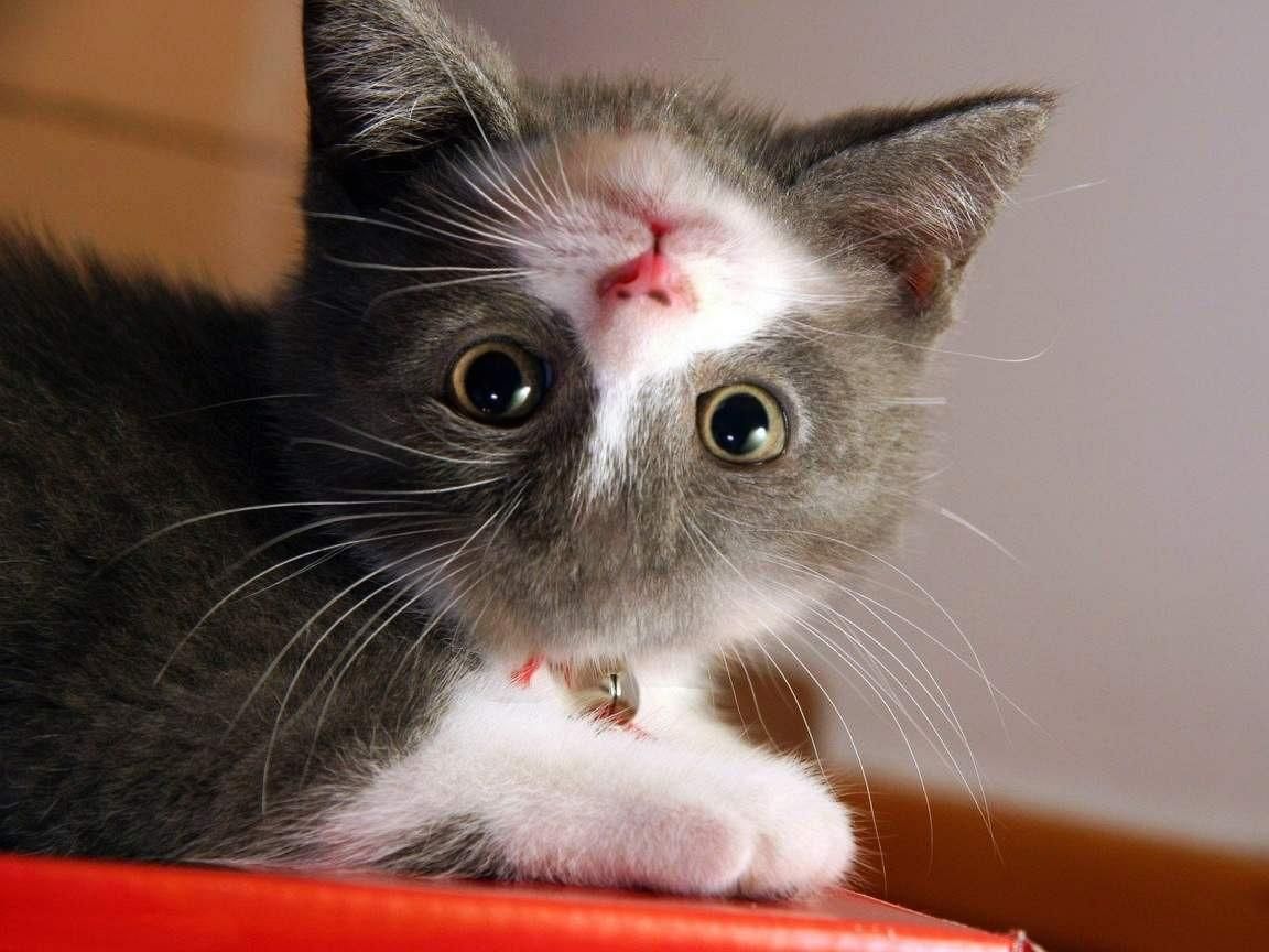 Cat With Upside Down Face - HD Wallpaper 