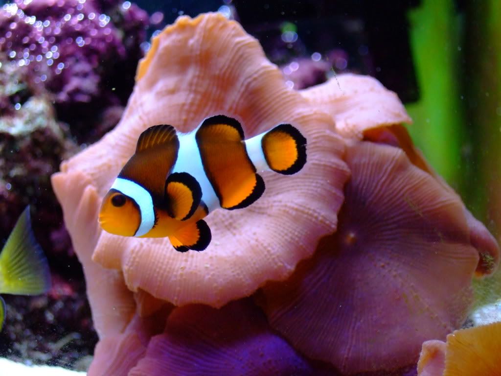 Clown Fish Tattoo Designs - HD Wallpaper 