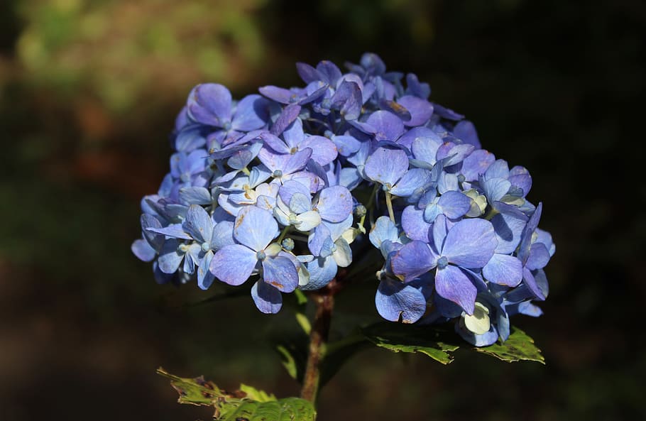 Nature, Flower, Plant, Garden, Leaf, Hortensia, Gross - Hydrangea Serrata - HD Wallpaper 