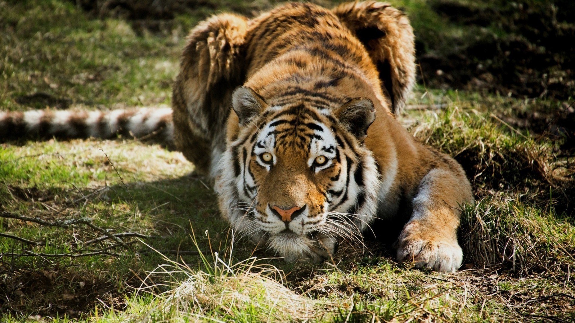 Tigers Wildlife Cat Predator Mammal Wild Animal Hunter - Tiger - HD Wallpaper 