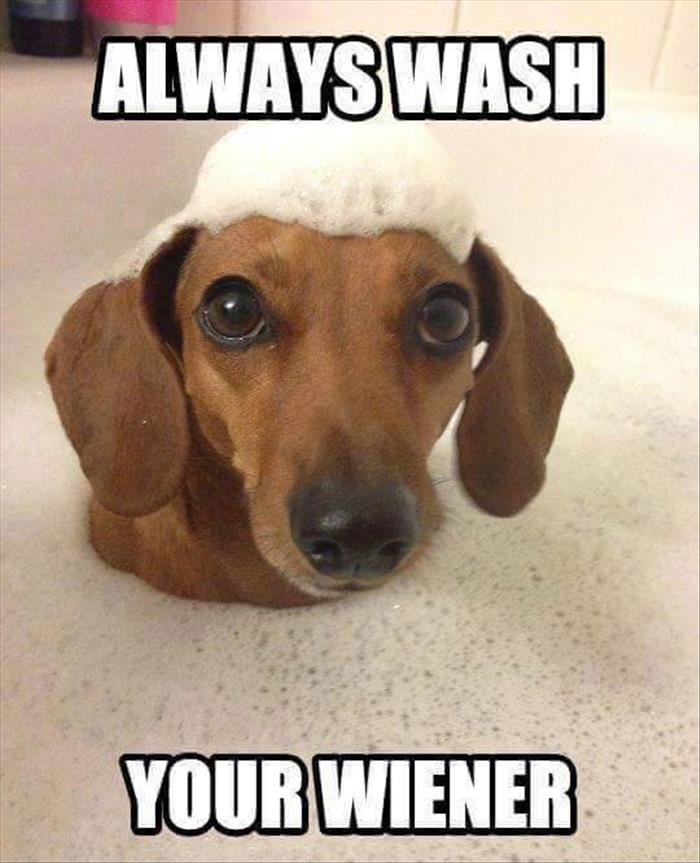 Wiener Dog Meme - HD Wallpaper 