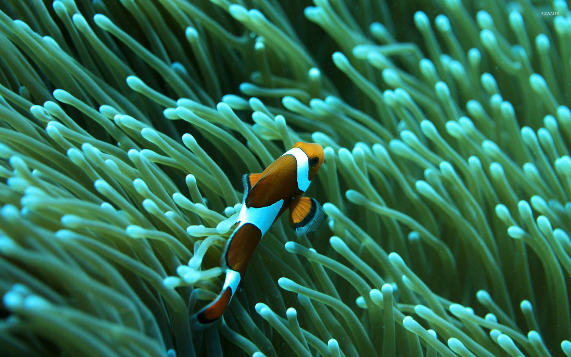 Orange Clown Fish Wallpaper Hd - HD Wallpaper 