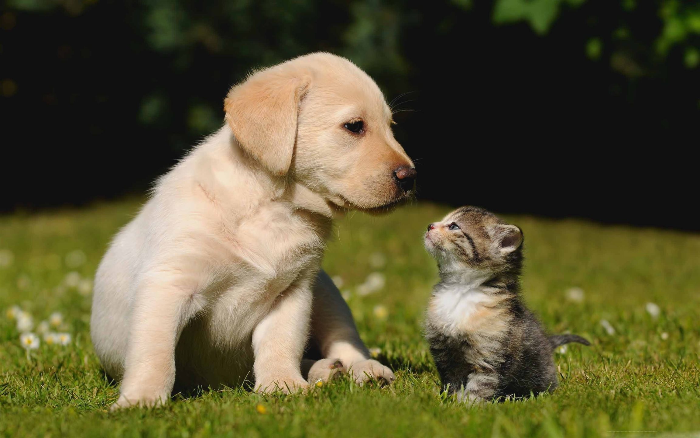 Cats And Dogs Hd - HD Wallpaper 