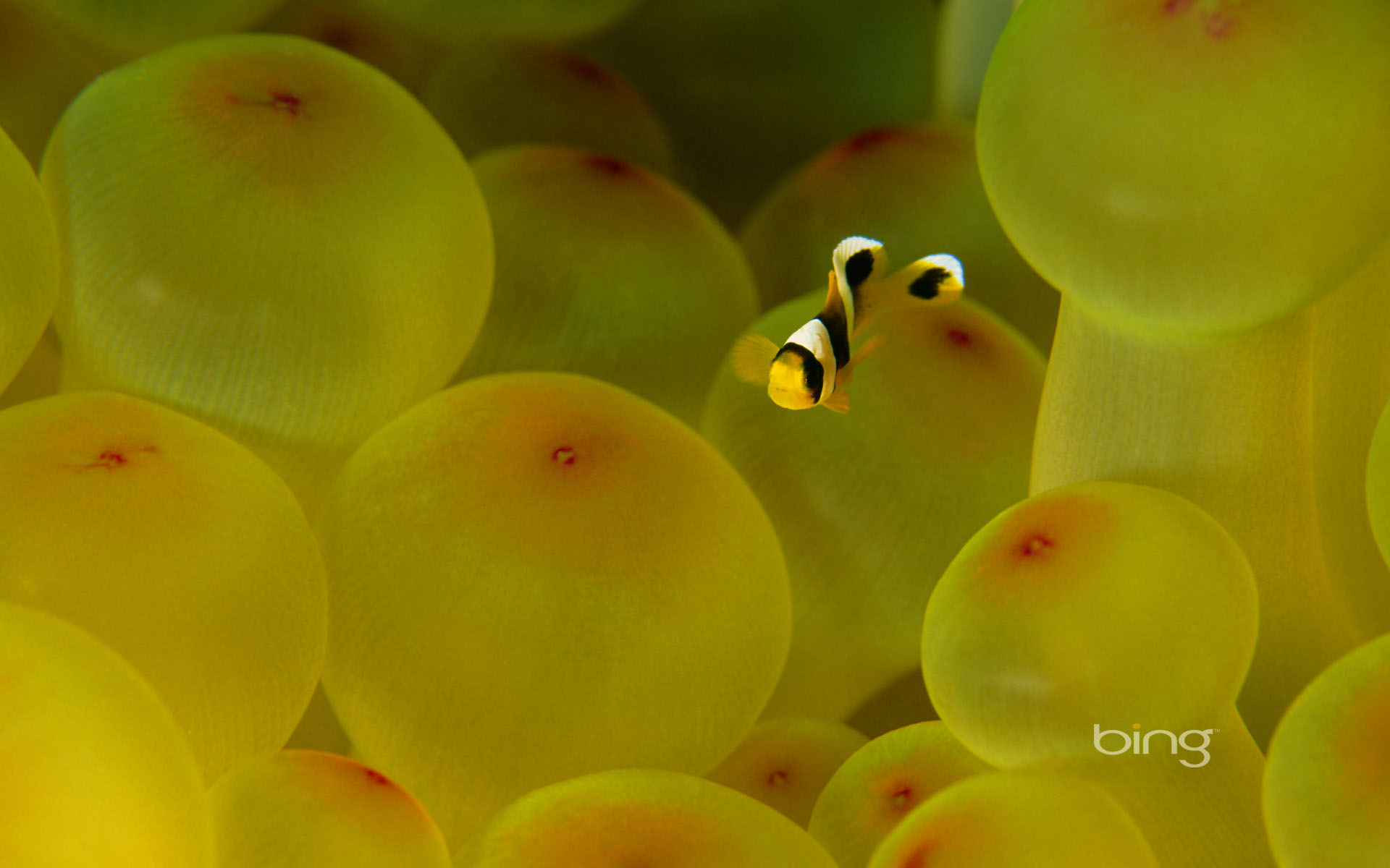 Beautiful Clown Fish Wallpaper - HD Wallpaper 