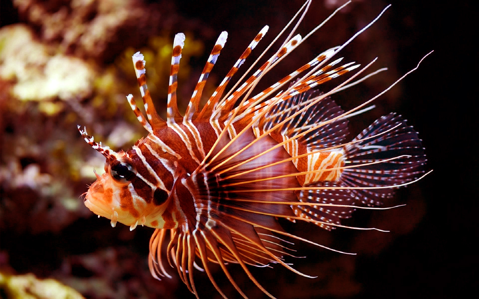 Clown Fish Hd Wallpapers - Clown Fish Hd - HD Wallpaper 