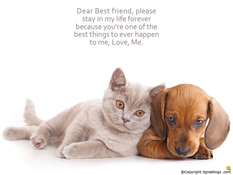 Pet Dog Cat Png - HD Wallpaper 