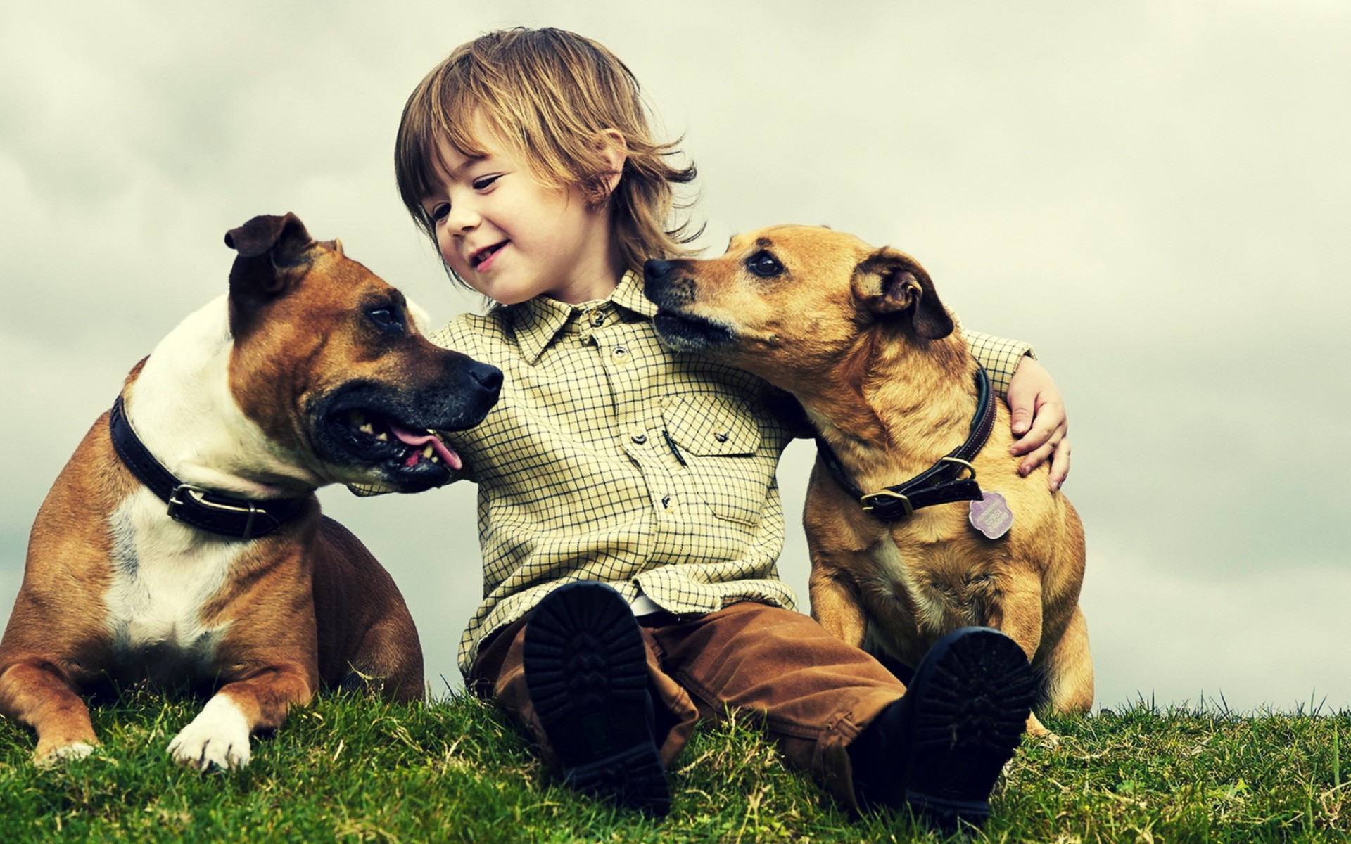 Dogs With Kids - HD Wallpaper 