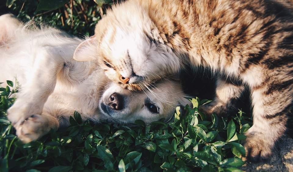 Dog Cat Fighting - HD Wallpaper 