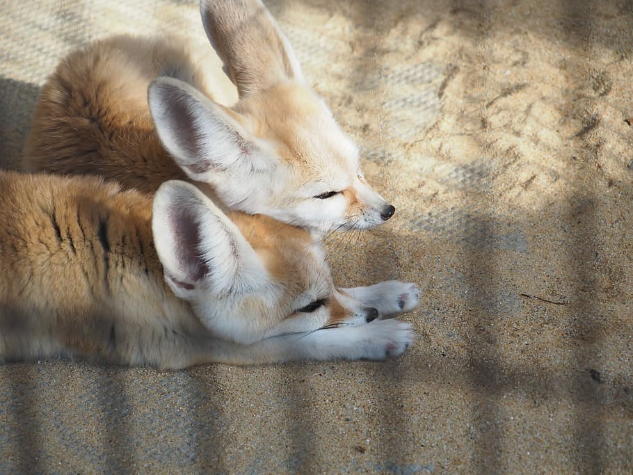 Fennec, Zoo, Friends, Sleepy, Good Friends, One Animal, - HD Wallpaper 
