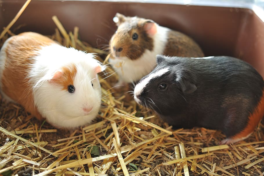 Guinea Pig, Friends, Pet, Sweet, Animals, Cute, Joy, - Pet Guinea Pig - HD Wallpaper 