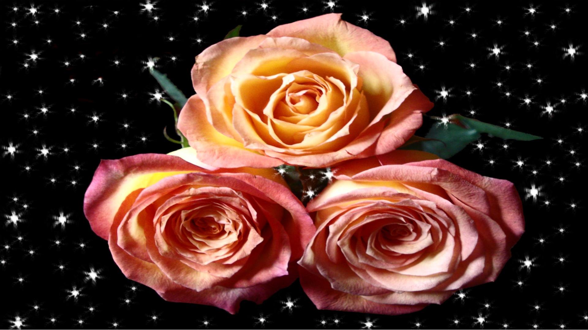 Without Friendship No Love - Garden Roses - HD Wallpaper 