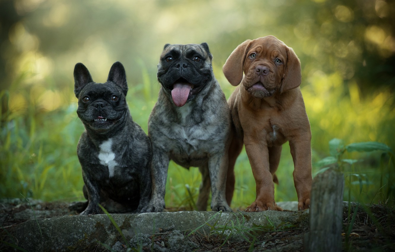 Photo Wallpaper Language, Dogs, Summer, Nature, Puppies, - Puppy - HD Wallpaper 