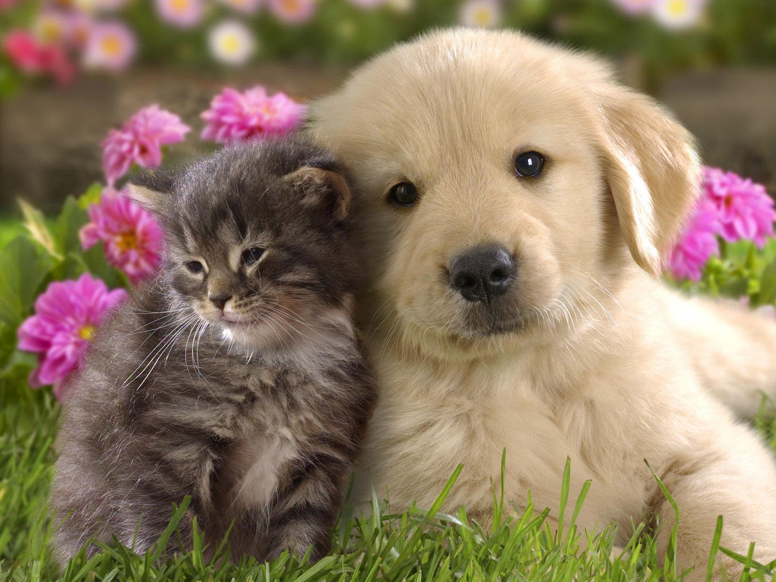 Real Cats And Dogs - HD Wallpaper 