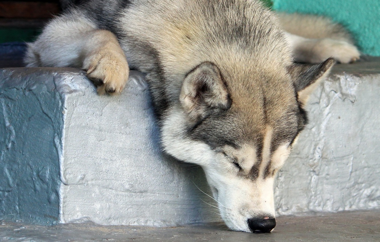 Photo Wallpaper Sleep, Dog, Nose, Steps, Husky, Mimimi, - Life Is Ruff Dog Meme - HD Wallpaper 