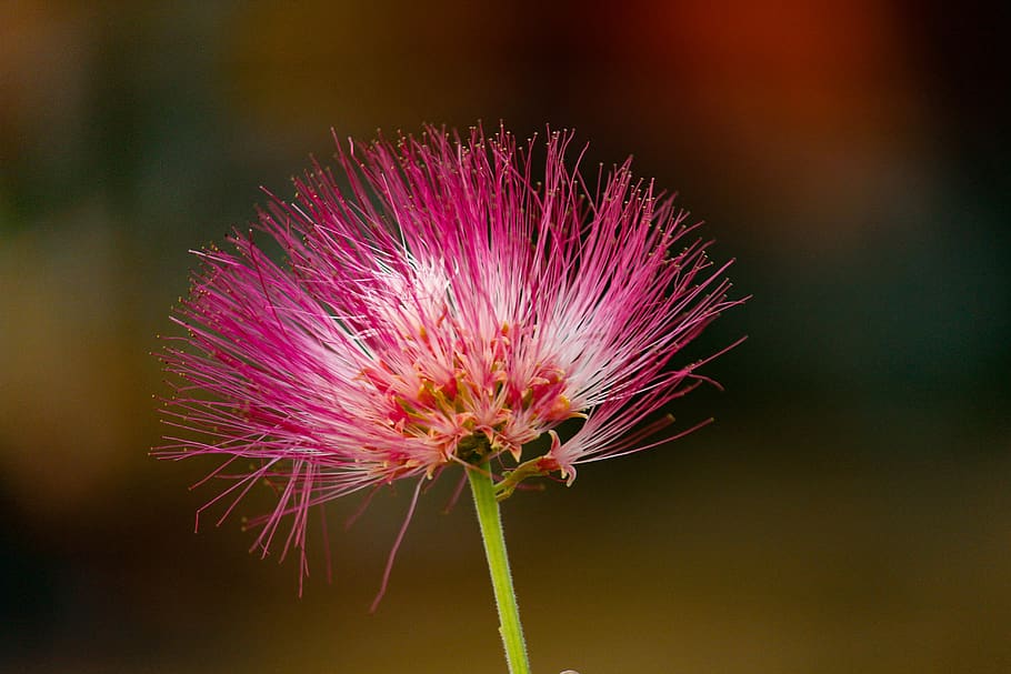 India, Prati Balaji Parking, Flower, Flowering Plant, - Mimosa - HD Wallpaper 