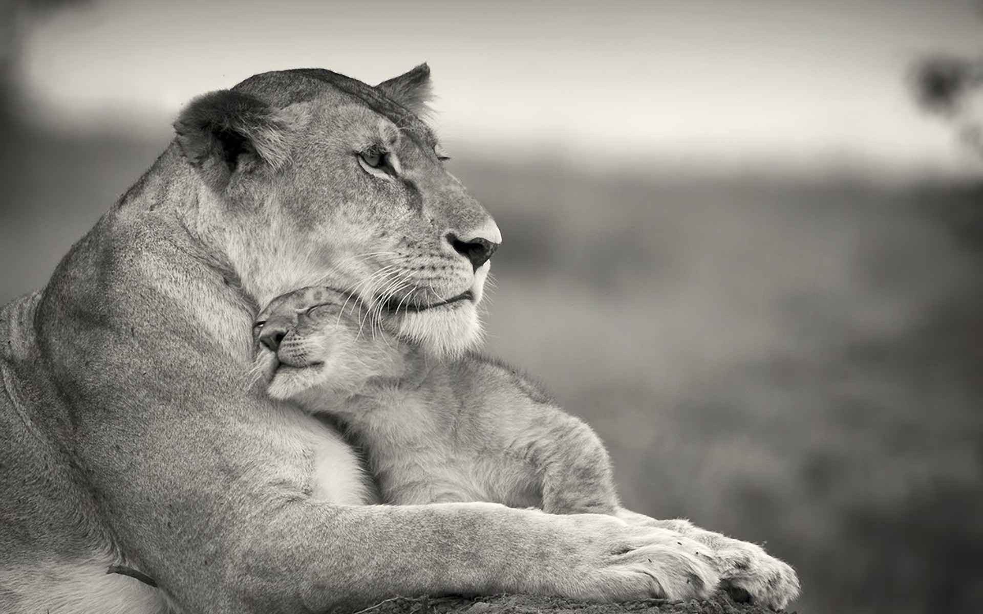 Lion Love Wallpaper Hd - HD Wallpaper 