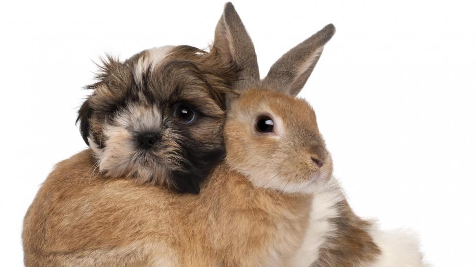 Sweet Friends Wallpaper,rabbit Hd Wallpaper,bunny Hd - Shih Tzu With Bunnies - HD Wallpaper 
