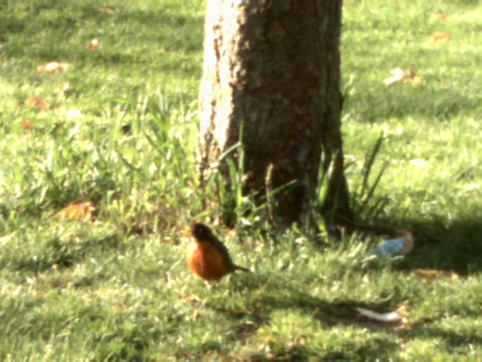 My True Friend - Phasianidae - HD Wallpaper 