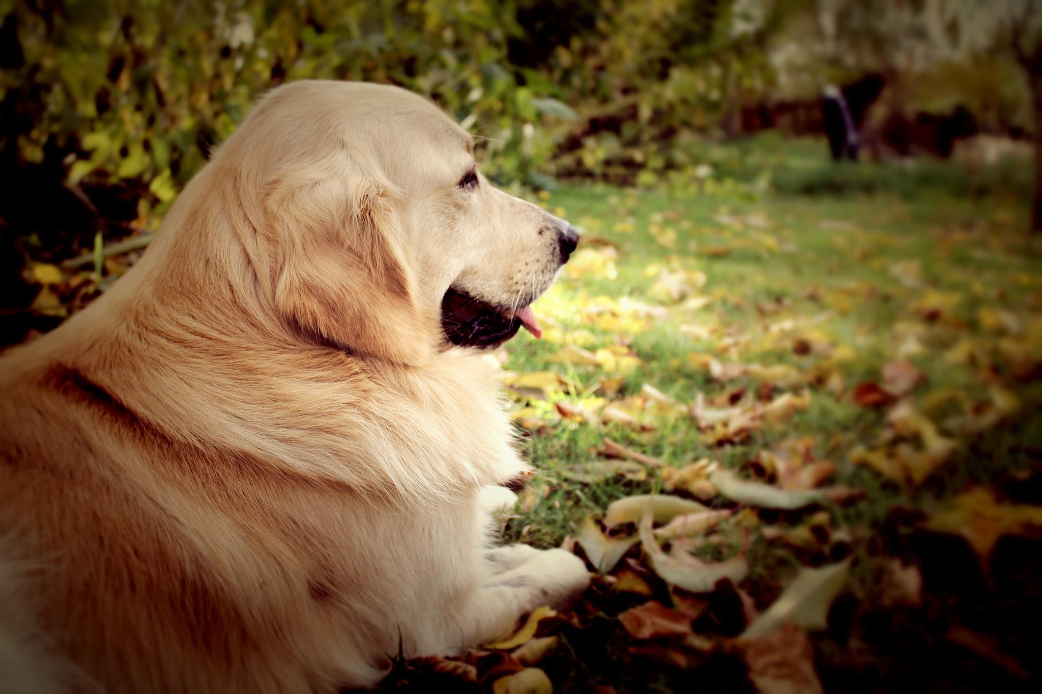 Dog Wallpapers, Best Friends, Dog Desktop Images, Dog - Golden Retriever - HD Wallpaper 