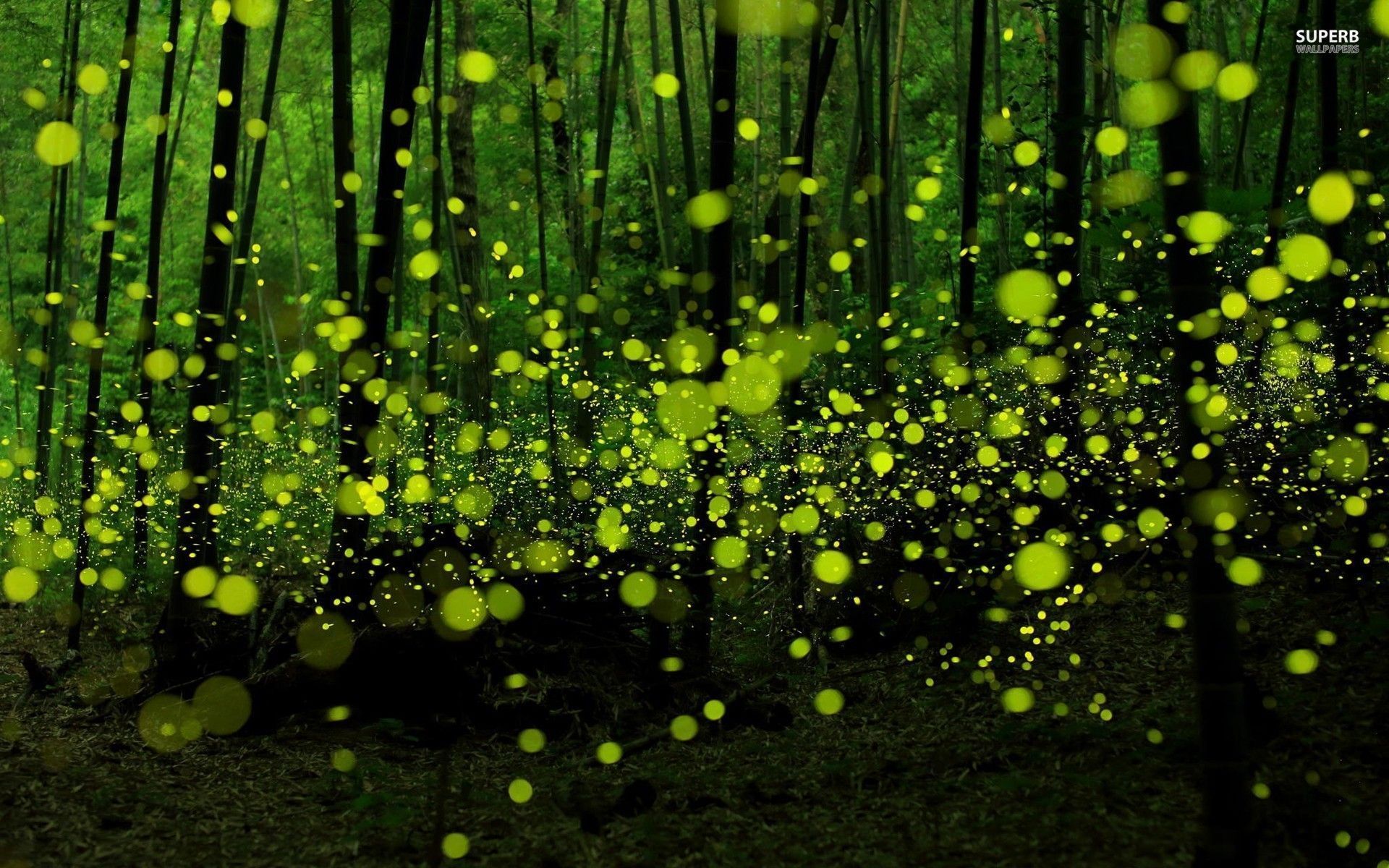 Fireflies Wallpaper Hd - HD Wallpaper 