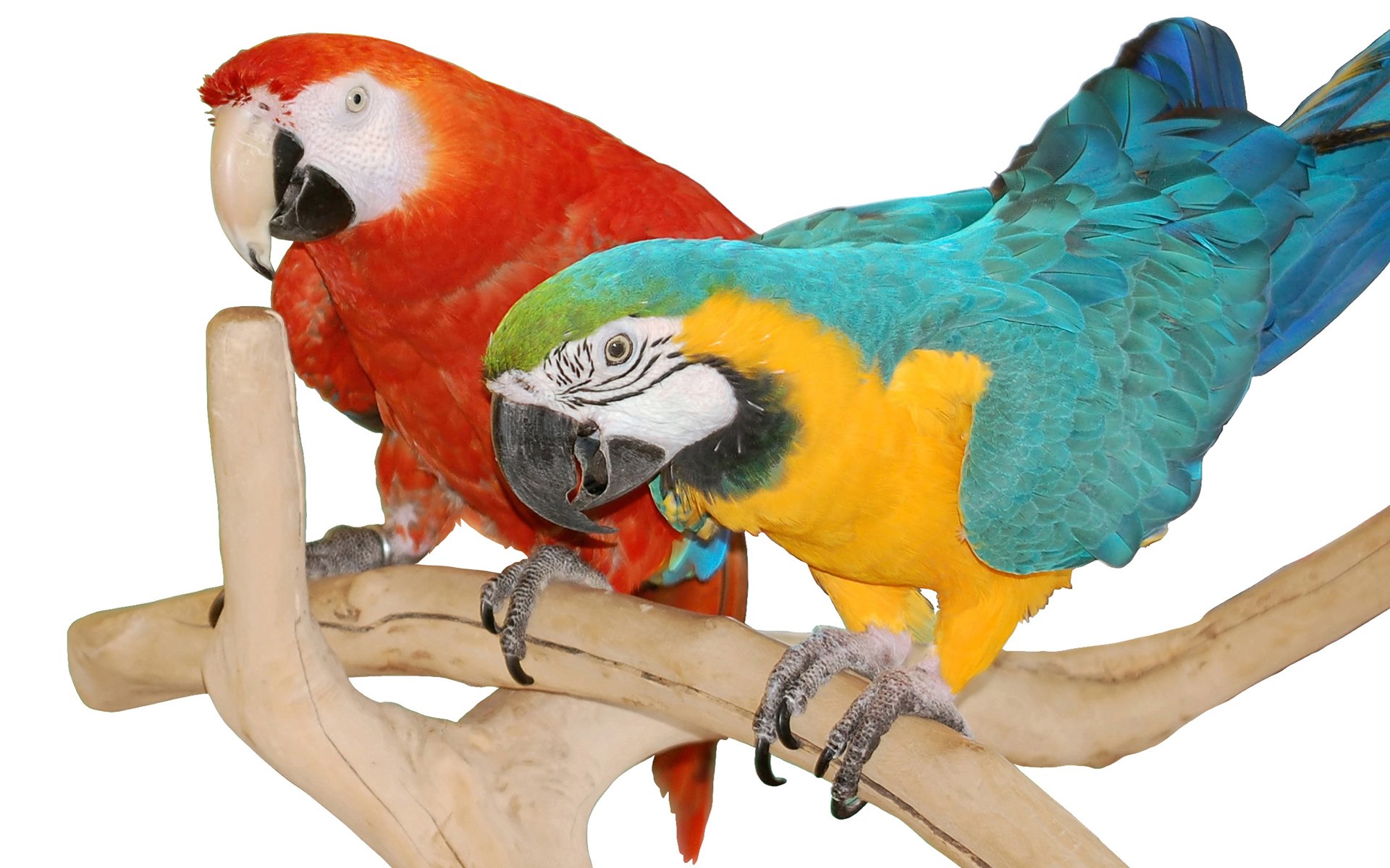 Macaw - HD Wallpaper 