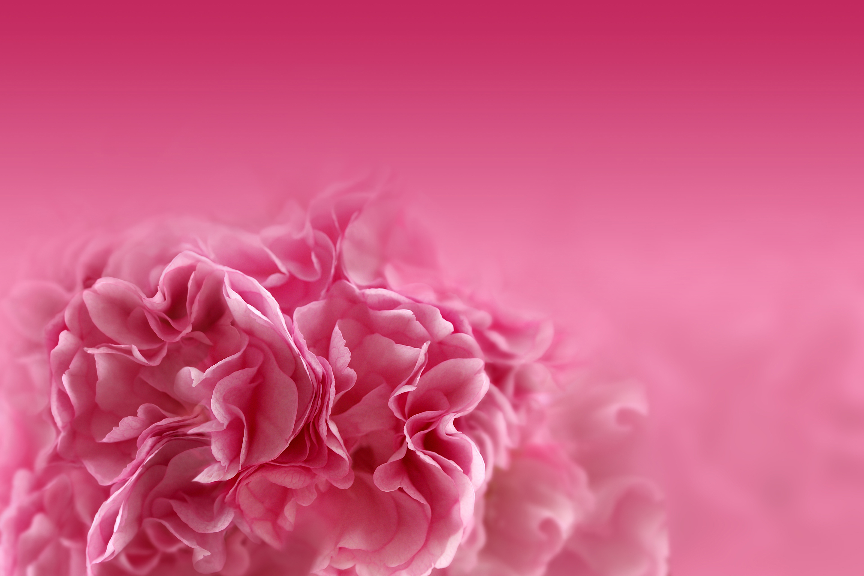 Desktop Wallpaper Pink Hd Flowers - HD Wallpaper 