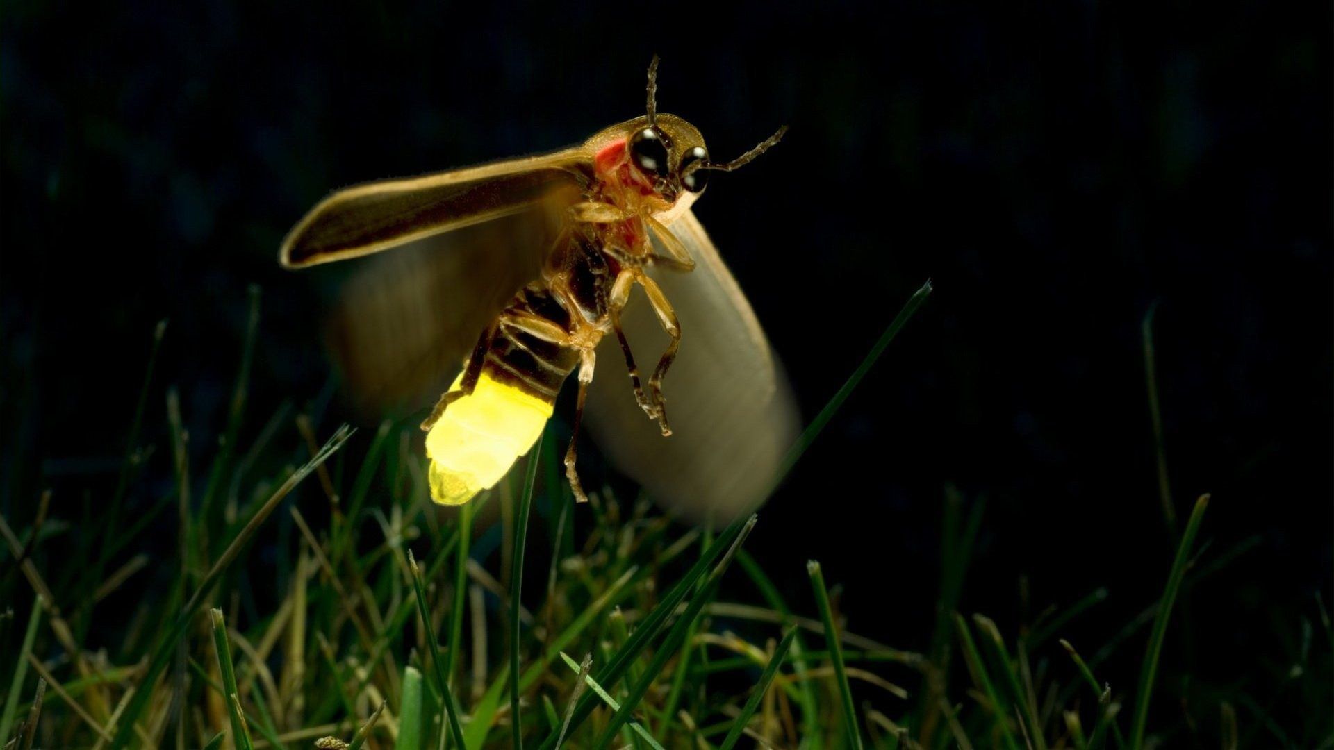 Firefly Hd Wallpaper - Jugnu Insect In Night - HD Wallpaper 