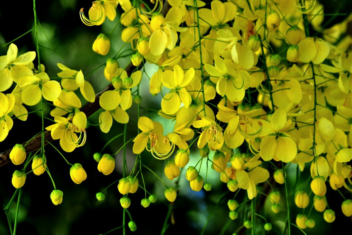 Saruz Quintessence Of Life - Kanikonna Flower - 1147x768 Wallpaper - Saruz Quintessence Of Life - Kanikonna Flower - 1147x768 Wallpaper -