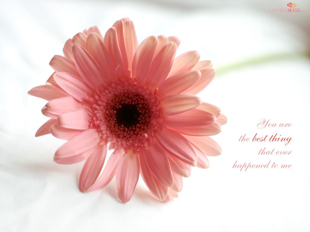 Love - Quote About Pink Flower - HD Wallpaper 
