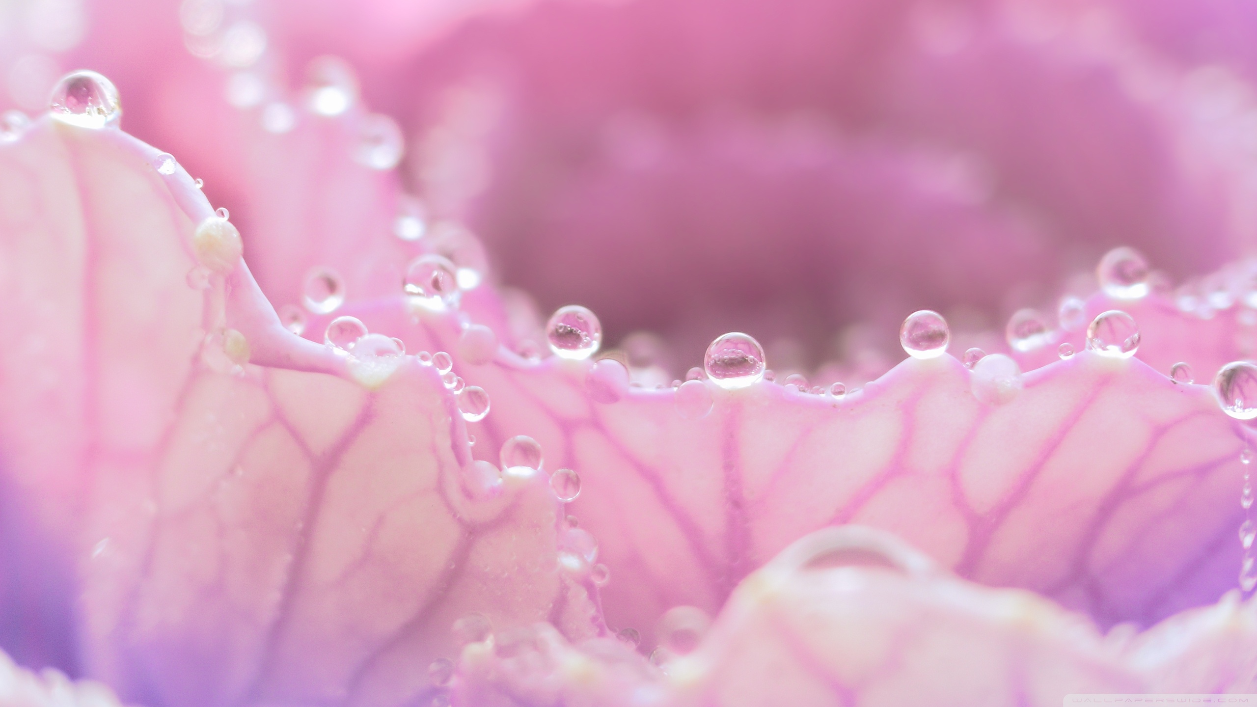 Dew Drops On Pink Flowers - HD Wallpaper 