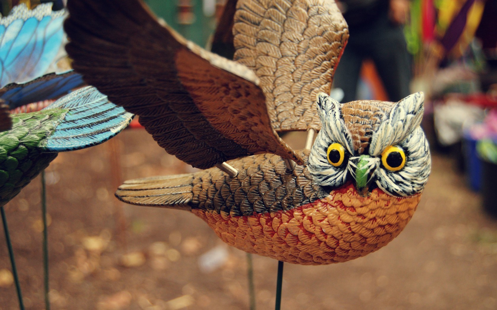 Owl - HD Wallpaper 