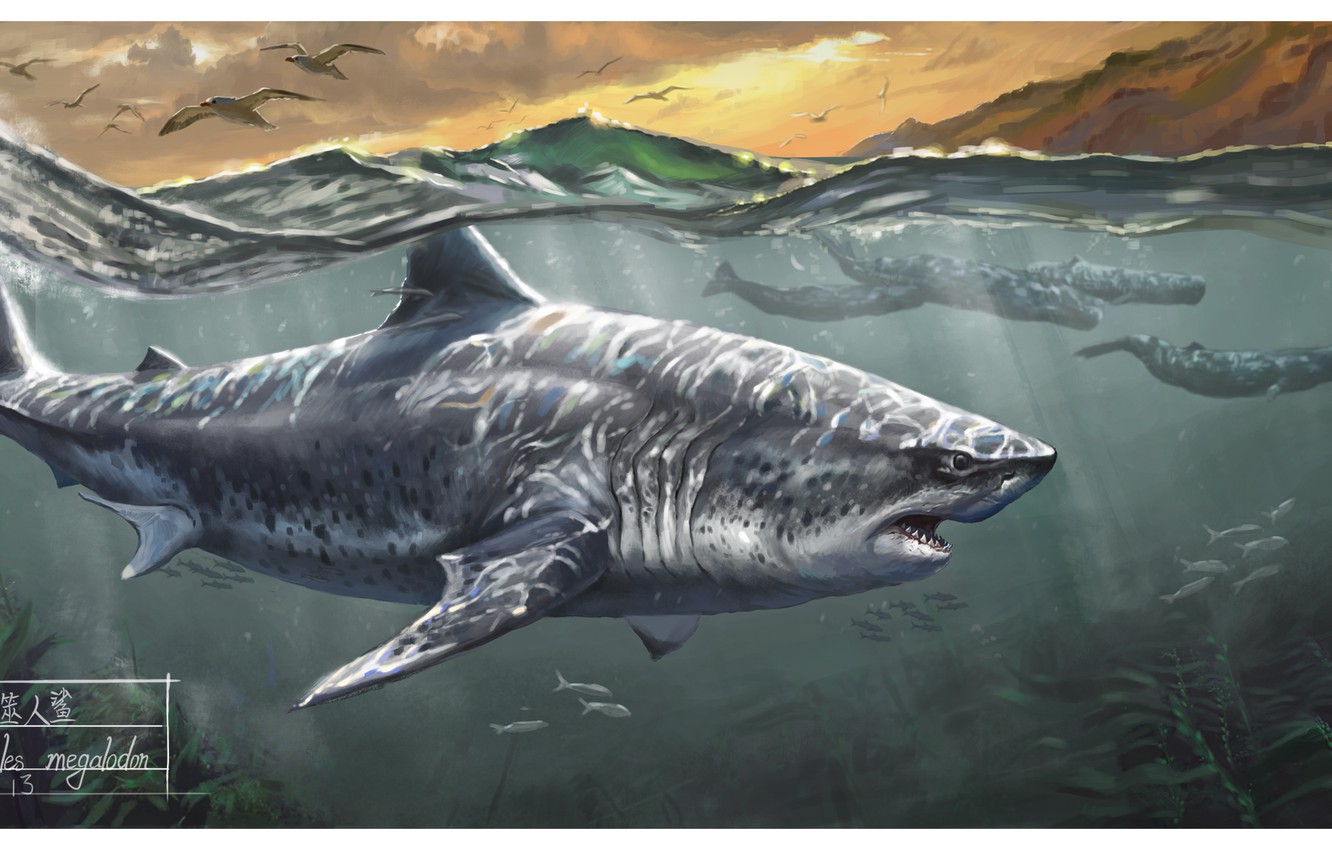 Photo Wallpaper Shark, Whales, Megalodon - Megalodon Art Deviantart - HD Wallpaper 