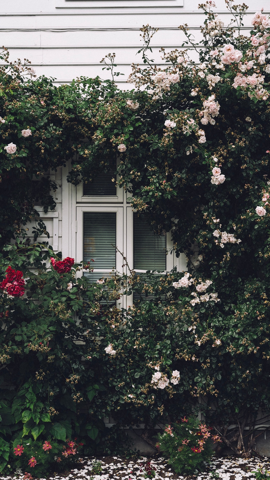 Wallpaper Window, Facade, Flowers, Scenery - HD Wallpaper 