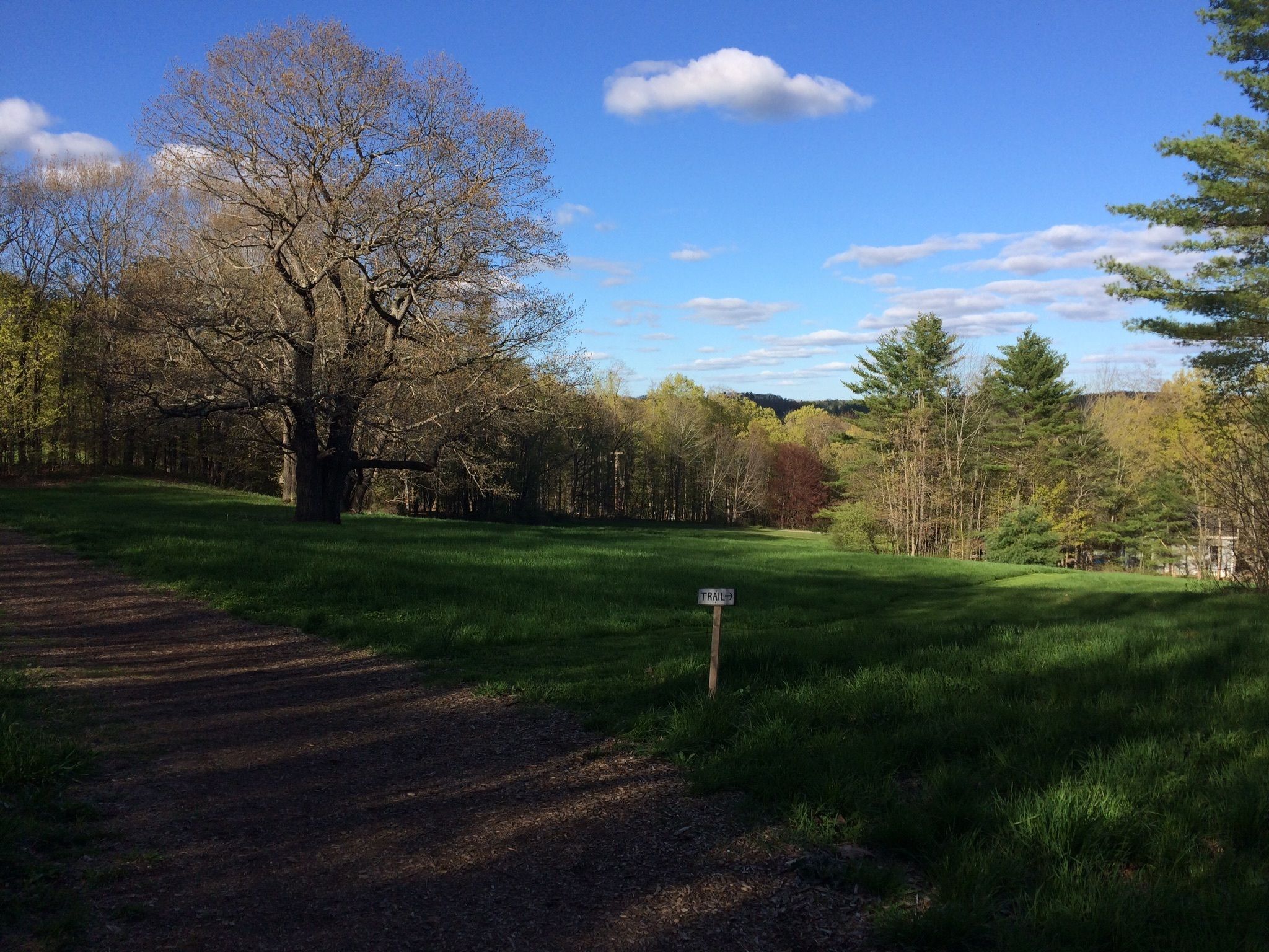 Grass - HD Wallpaper 