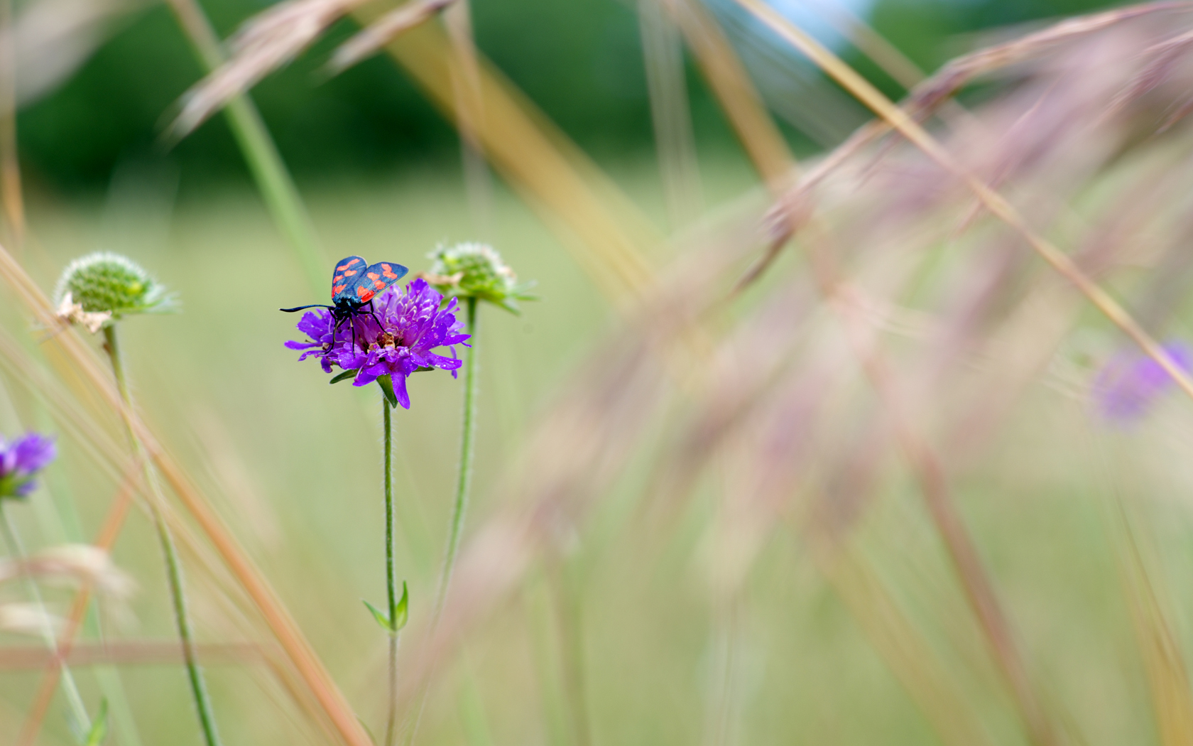 Verbena - HD Wallpaper 