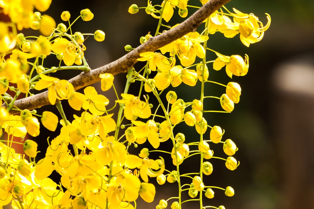 Vishu Quotes In Malayalam - HD Wallpaper 