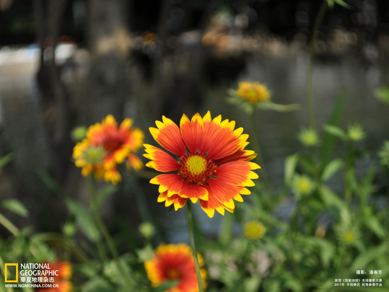 Pan Chunfang Photography Flower Wallpaper - Sceanery Photography - 1600x1200 Wallpaper Pan Chunfang Photography Flower Wallpaper - Sceanery Photography - 1600x1200 Wallpaper