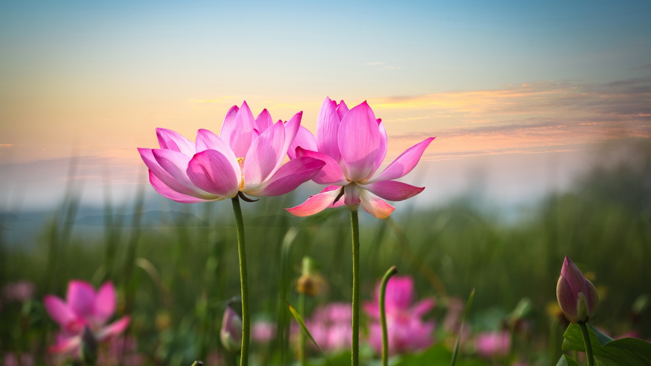 Pink Lotus Flowers - HD Wallpaper 