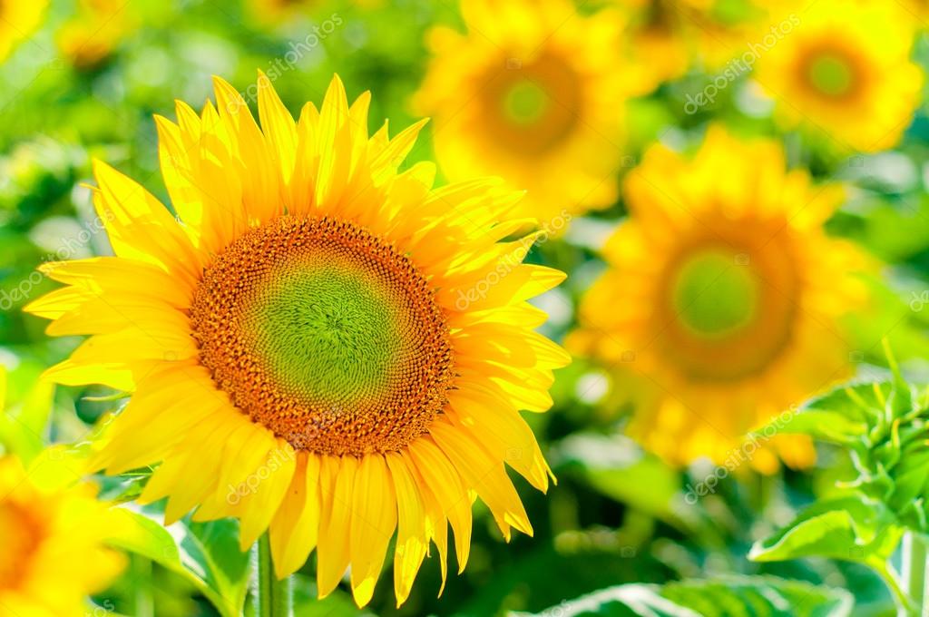 Sunflower - HD Wallpaper 