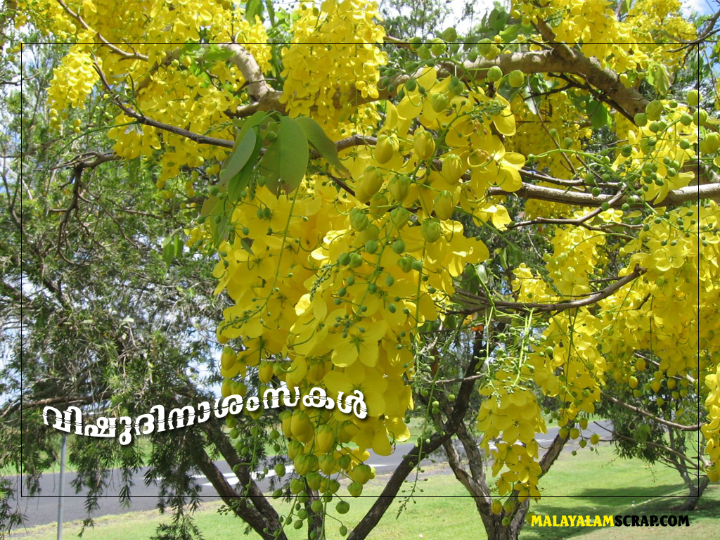 Cassia Fistula - HD Wallpaper 