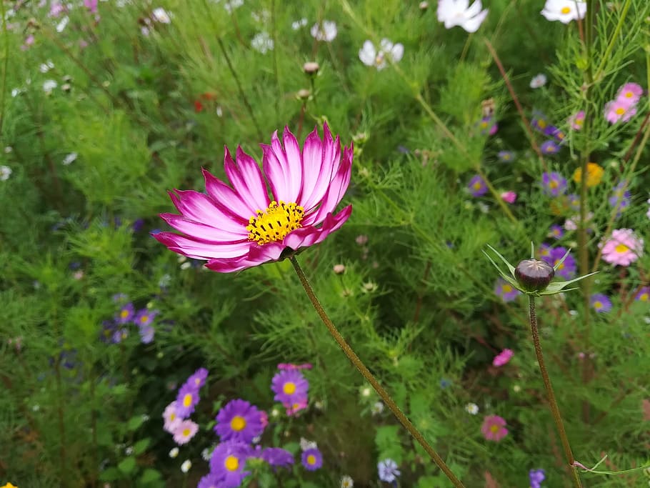 Flower, Sea Of Flowers, Cosmos, Autumn English, Campus, - HD Wallpaper 