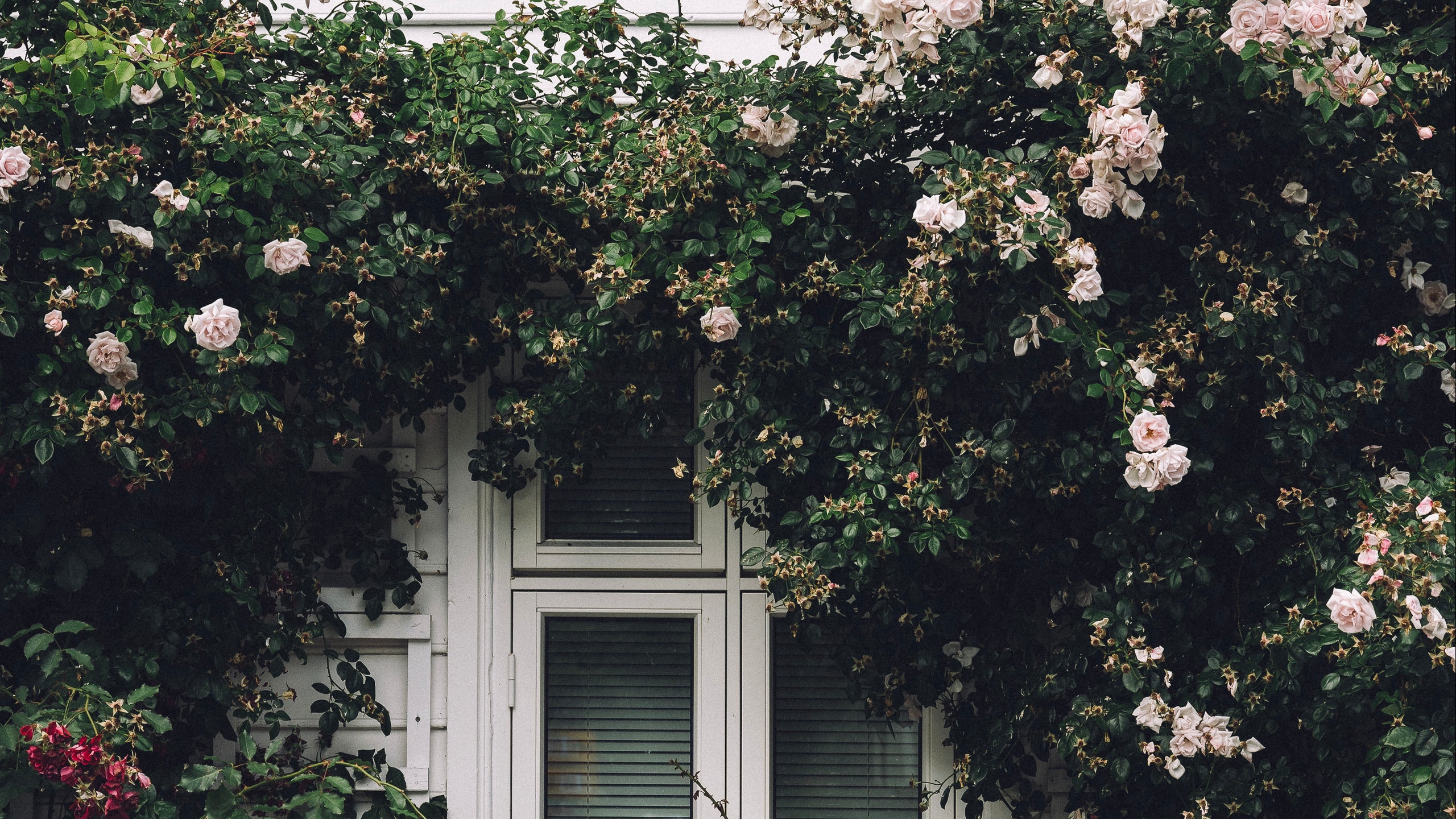 Wallpaper Window, Facade, Flowers, Scenery - Flower Iphone Wallpaper Scenery - HD Wallpaper 