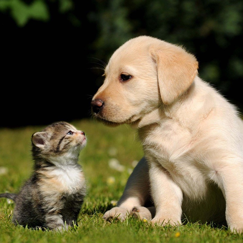 4 Plaatjes 1 Woord Dieren Antwoord - HD Wallpaper 