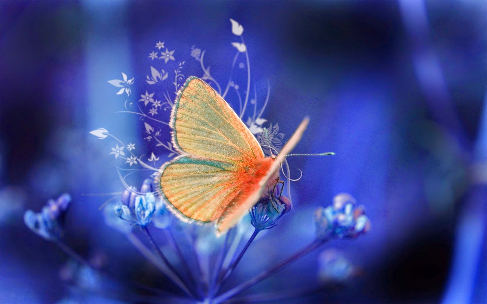Whatsapp Dp Images With Butterfly - HD Wallpaper 