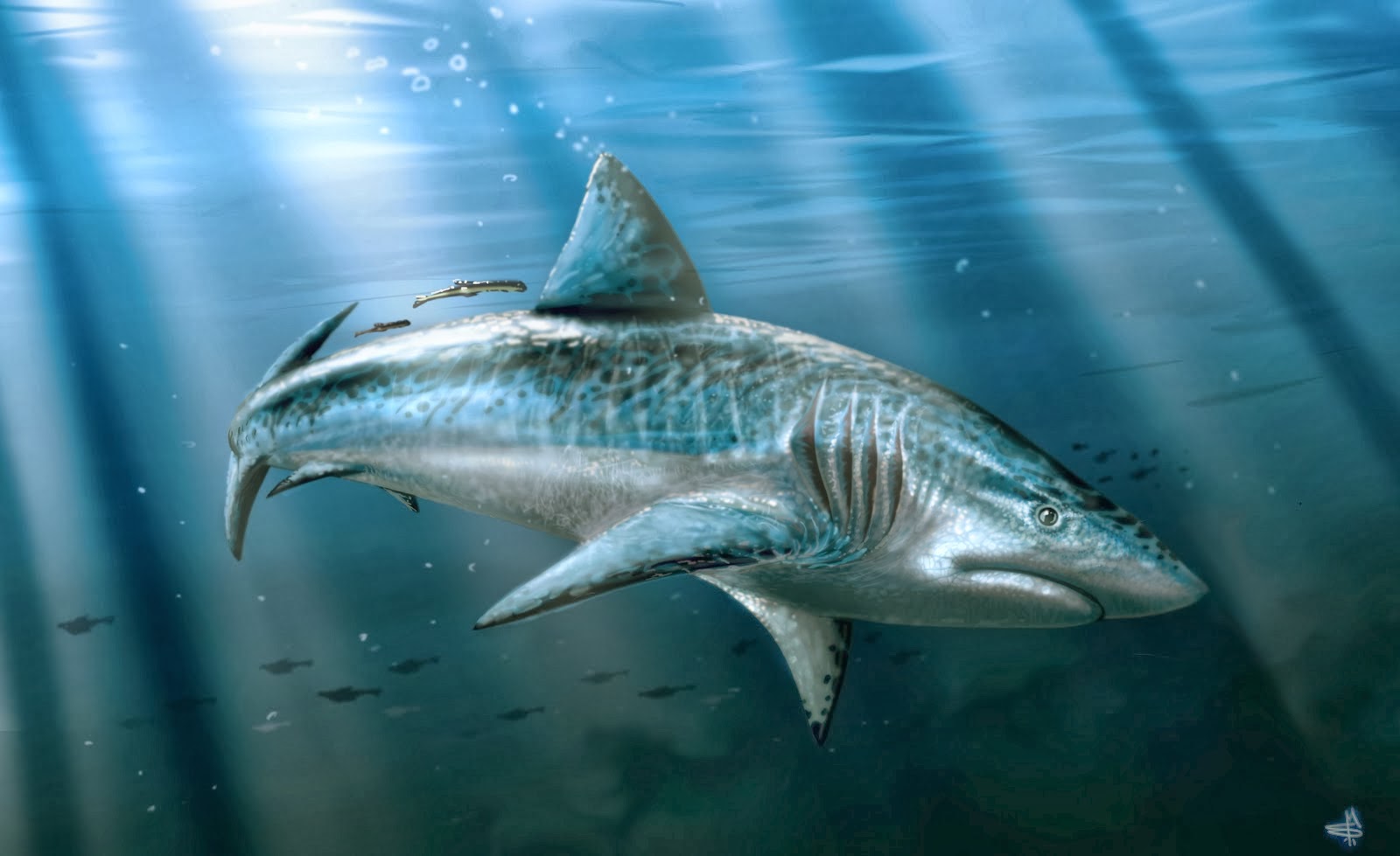 Carcharodon Megalodon Shark Wallpapers - Hd Megalodon - HD Wallpaper 