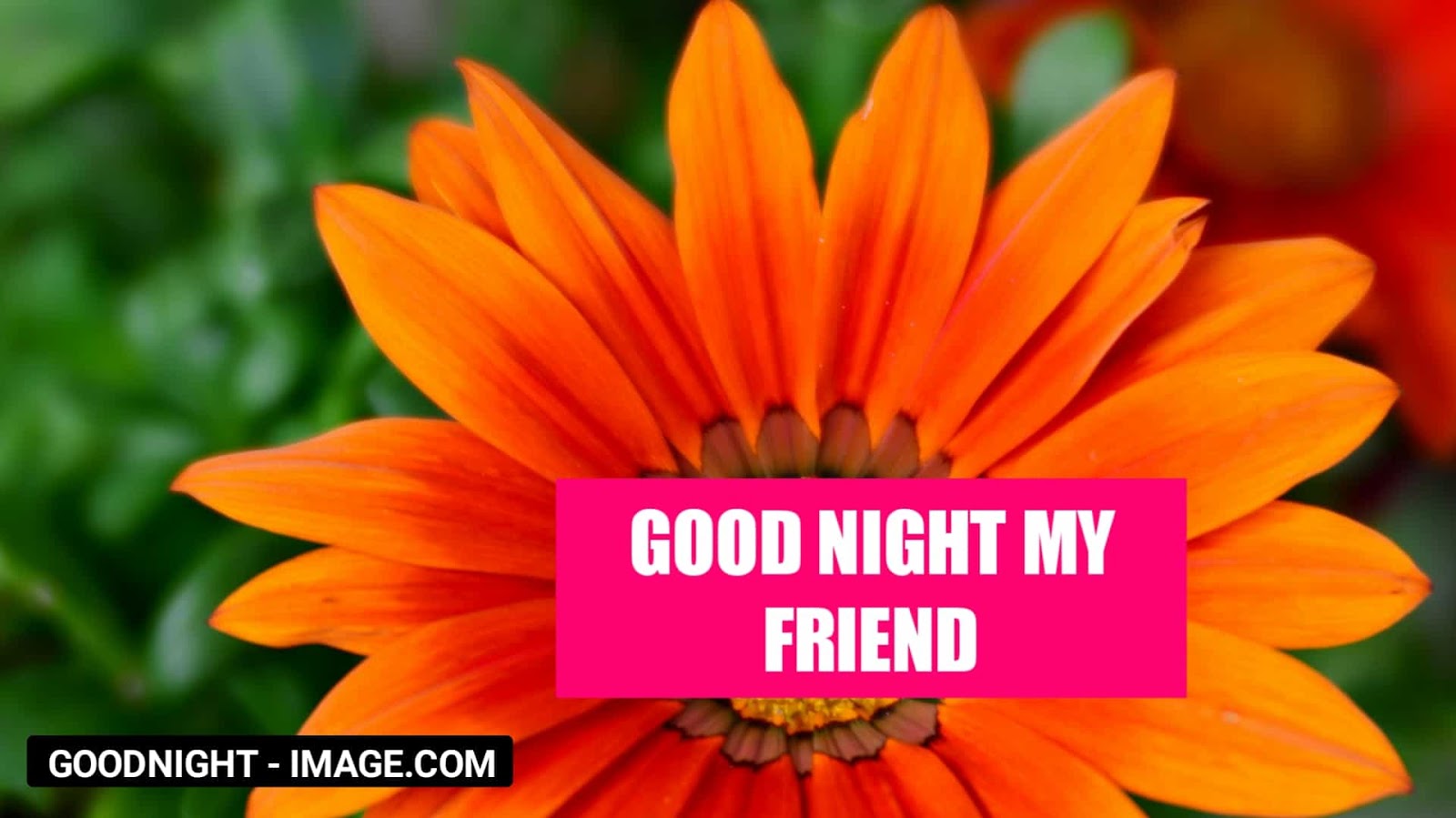 Good Night Profile Images Wallpaper Photo Pics - Gerbera - HD Wallpaper 
